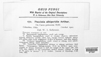 Puccinia albi-peridia image